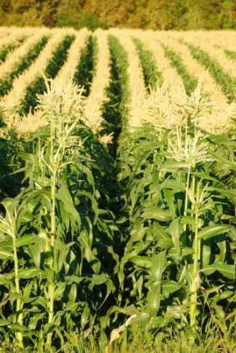 Learn the Risks of 2, 4-D Resistant Corn
